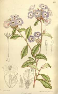 Image of Chinese-plumbago