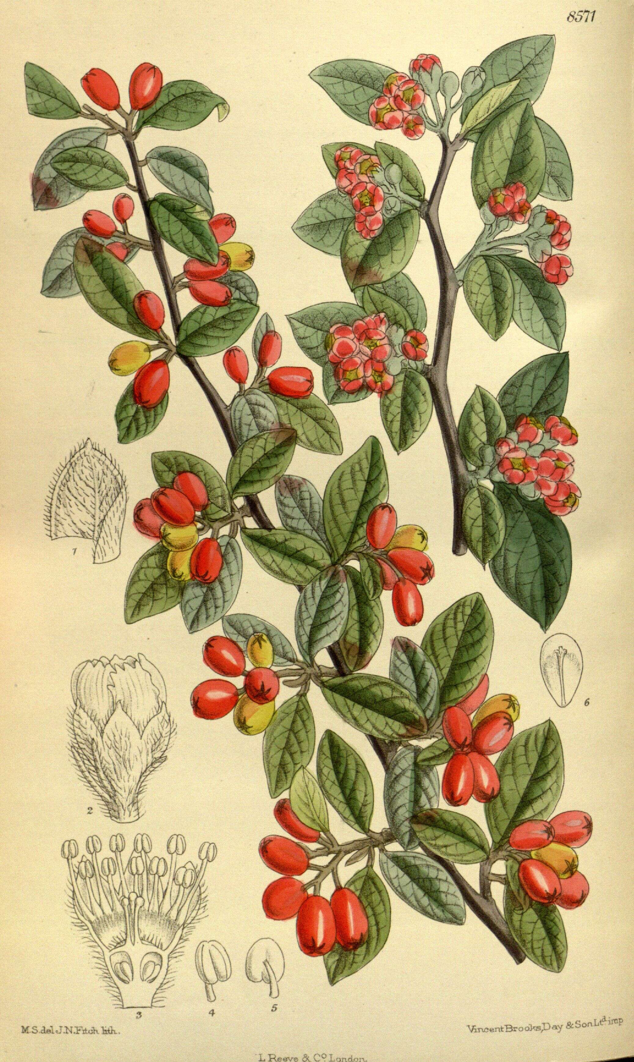 Image of orange cotoneaster