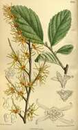 Image of Ozark Witch-Hazel