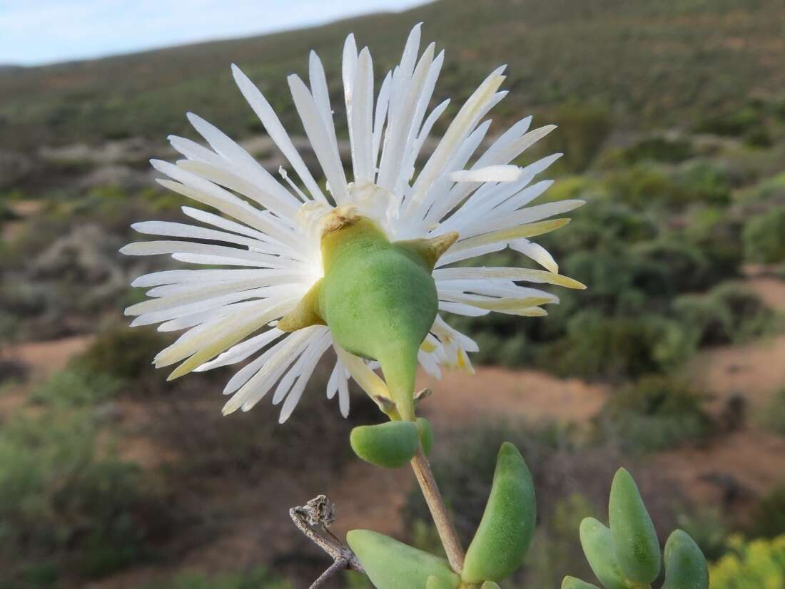 Image of Mesembryanthemum noctiflorum L.