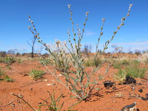 Image of Stenopetalum velutinum F. Muell.