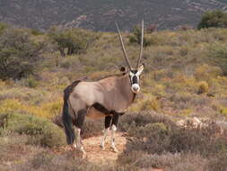 Image of Gemsbok