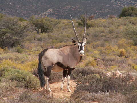 Image of Gemsbok