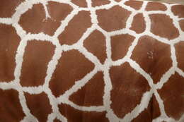 Image of reticulated giraffe