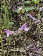 Image of Small-Flower Lousewort