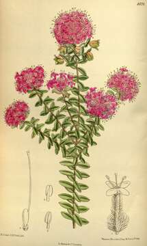 Image of Pimelea ferruginea Labill.