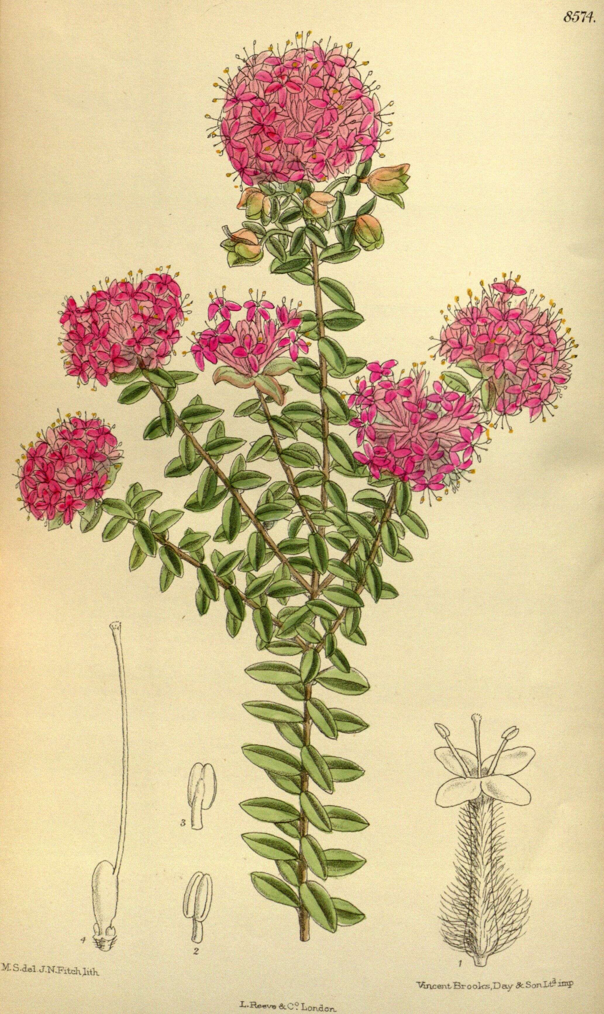 Image of Pimelea ferruginea Labill.