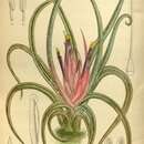 Tillandsia andrieuxii (Mez) L. B. Sm. resmi