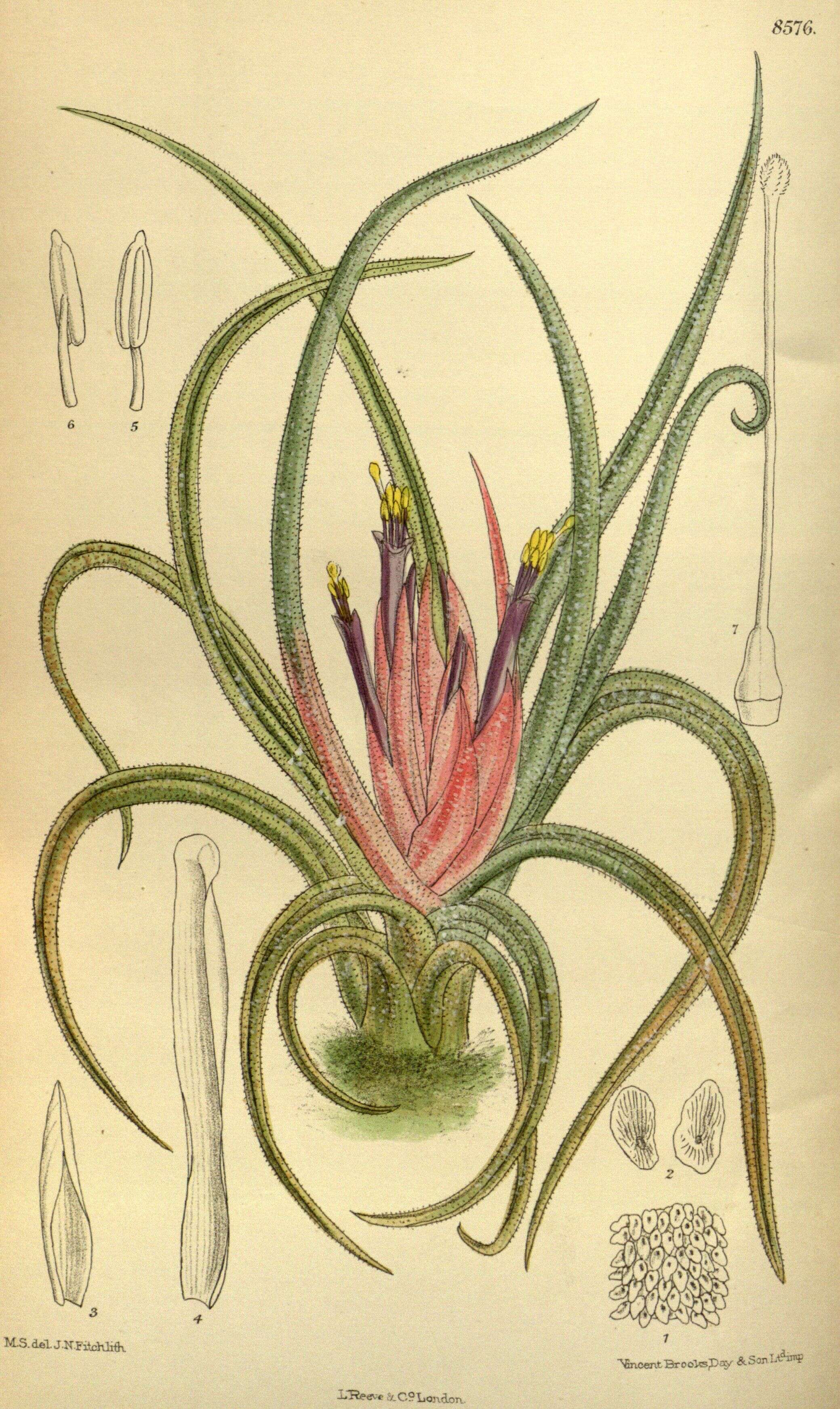 Image of Tillandsia andrieuxii (Mez) L. B. Sm.