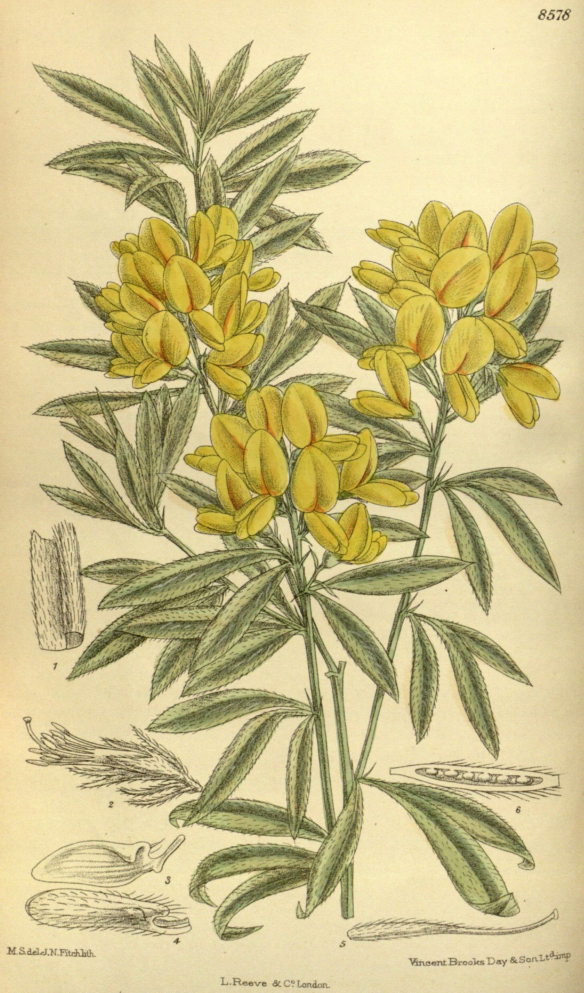 صورة Genista linifolia L.