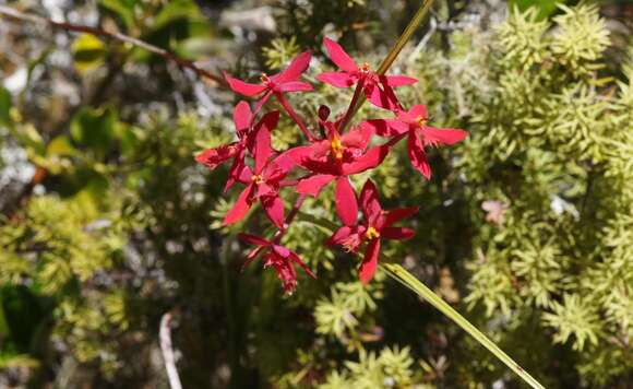 Plancia ëd Epidendrum obrienianum Rolfe