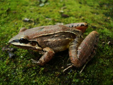 Image of Leptodactylus notoaktites Heyer 1978