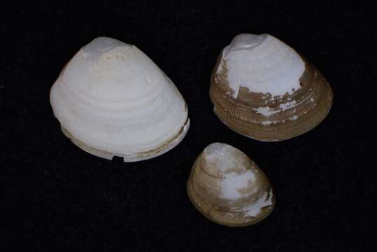 Image of Atlantic Nut Clam