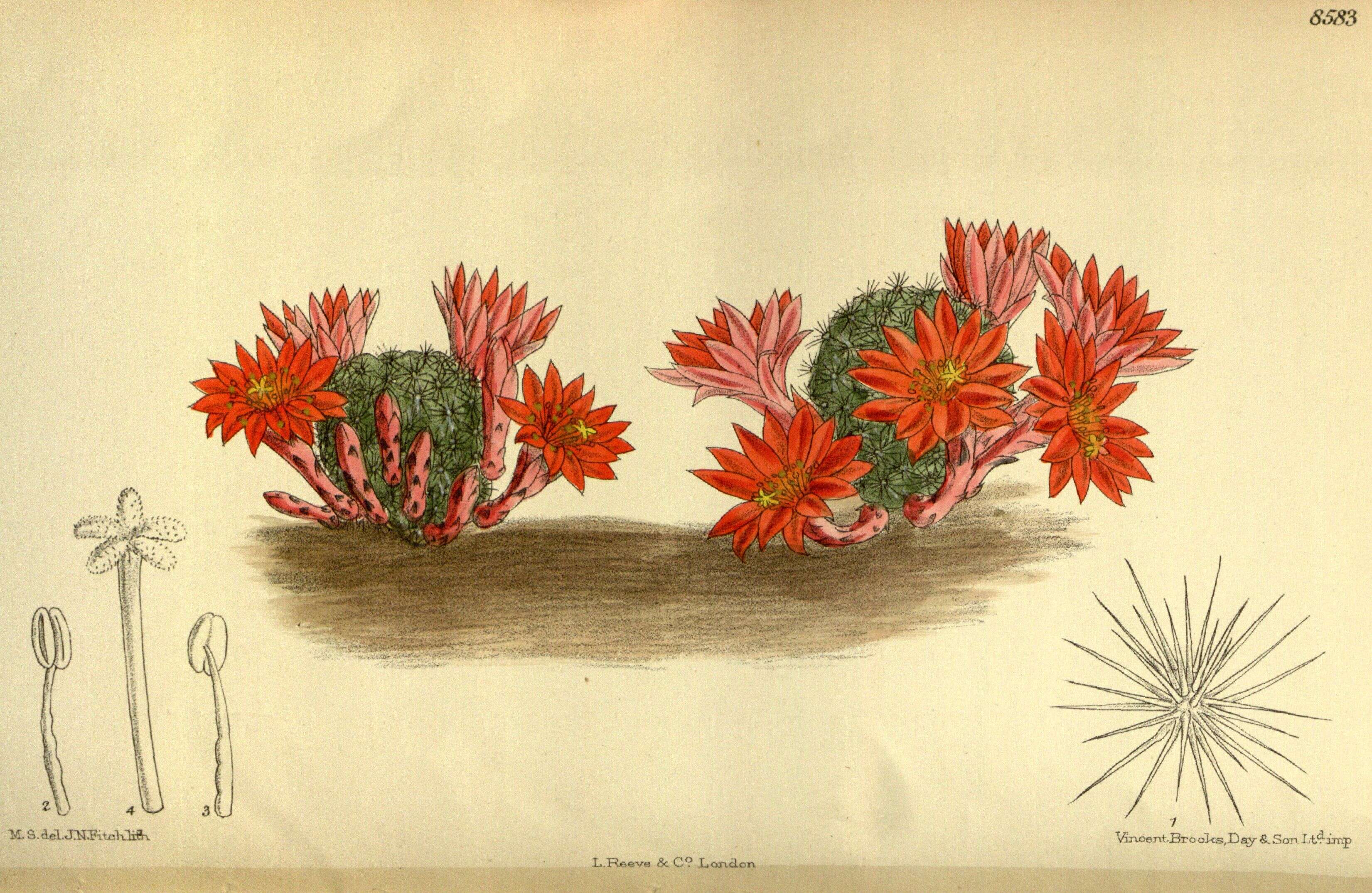 Image of Rebutia minuscula K. Schum.