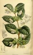 Imagem de Lonicera fragrantissima Lindl. & Paxt.