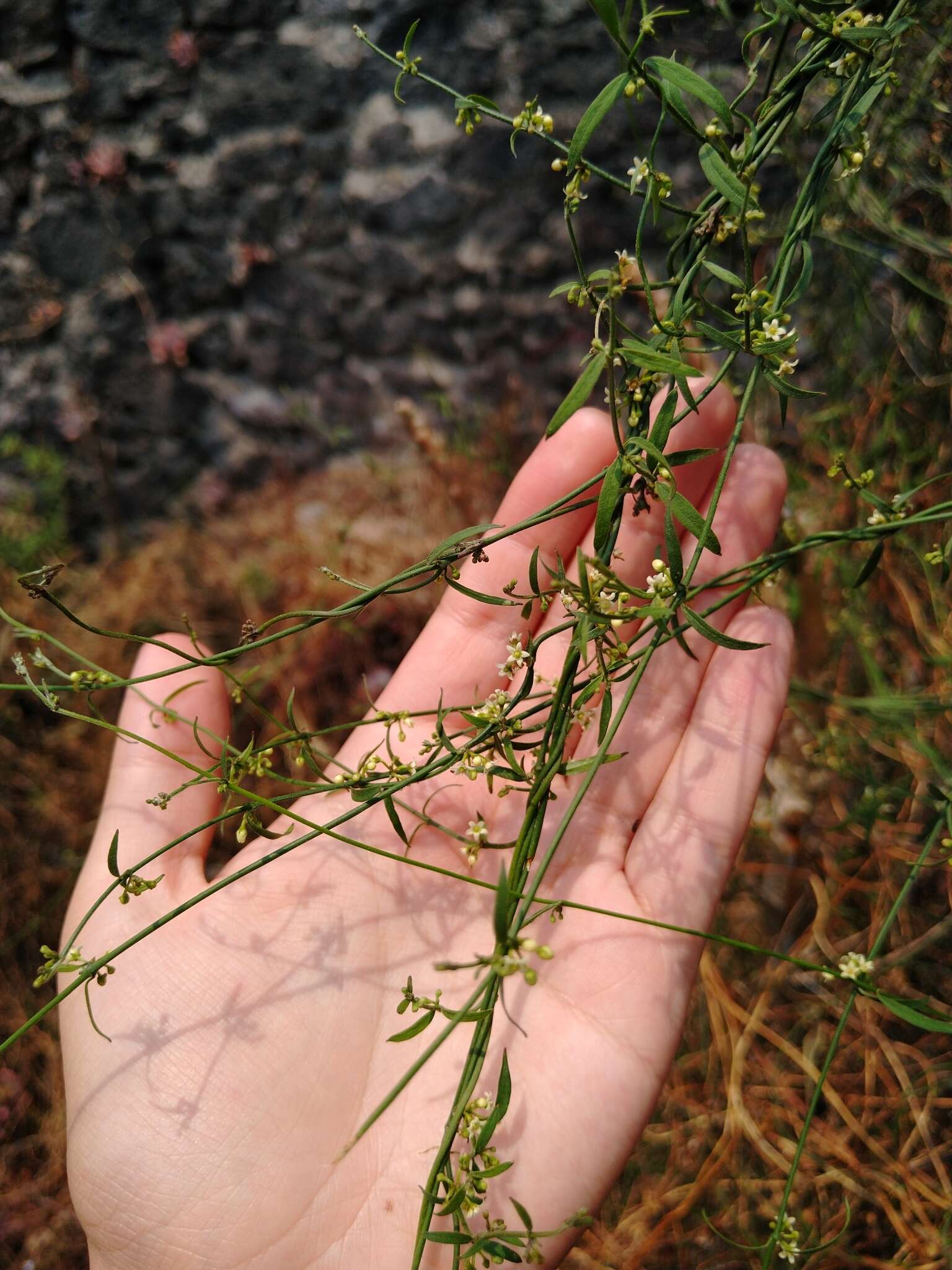 Orthosia angustifolia (Turcz.) Liede & Meve的圖片