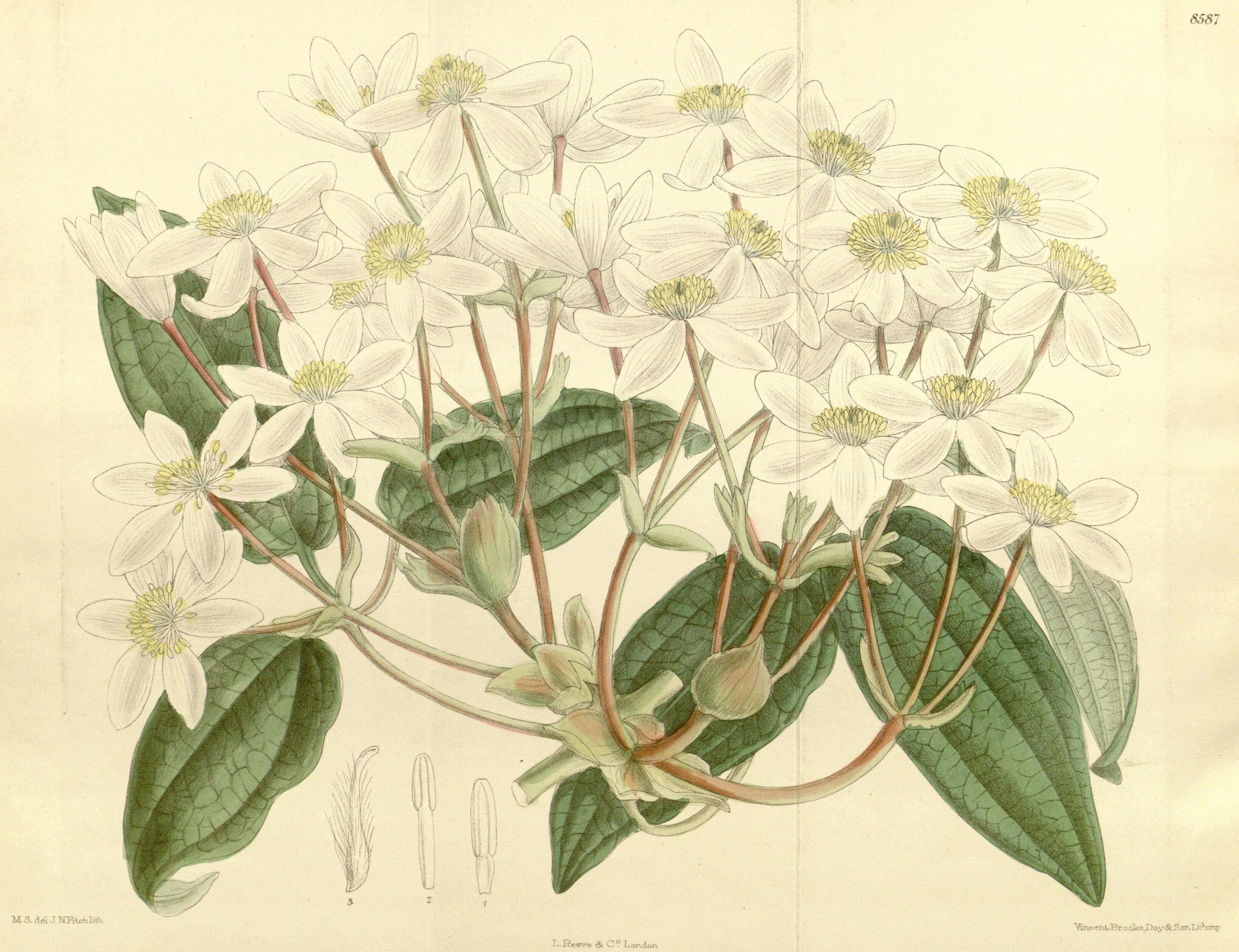 Image of Clematis armandii Franch.
