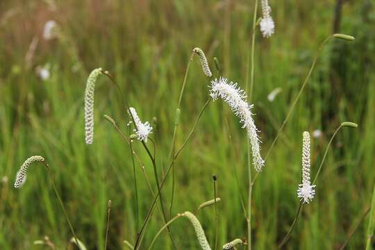 Image of Poterium tenuifolium var. alba (Trautv. & C. A. Mey.)