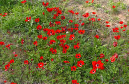 Imagem de Anemone coronaria L.