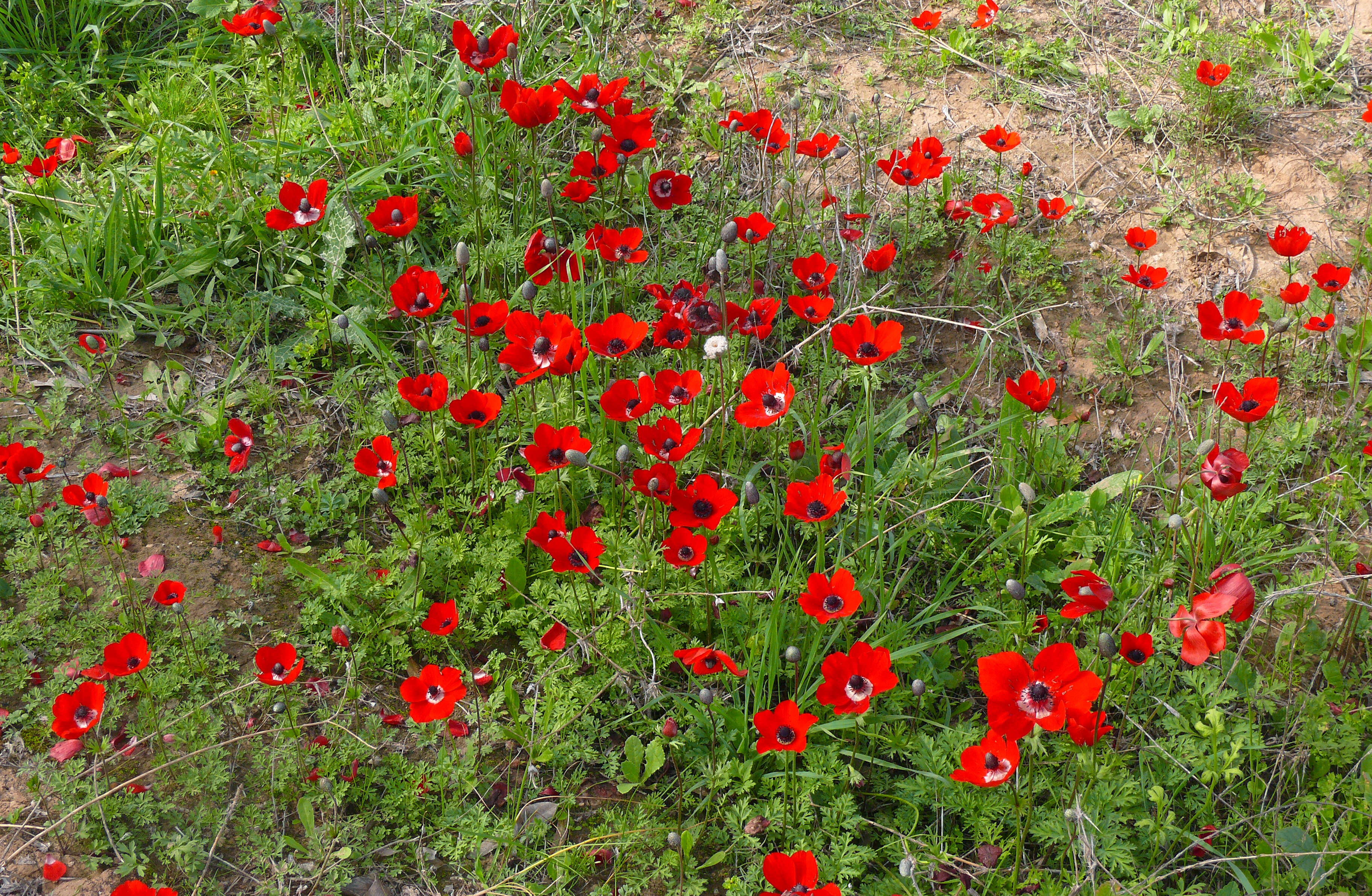 Imagem de Anemone coronaria L.