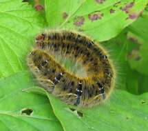 Image of grass eggar