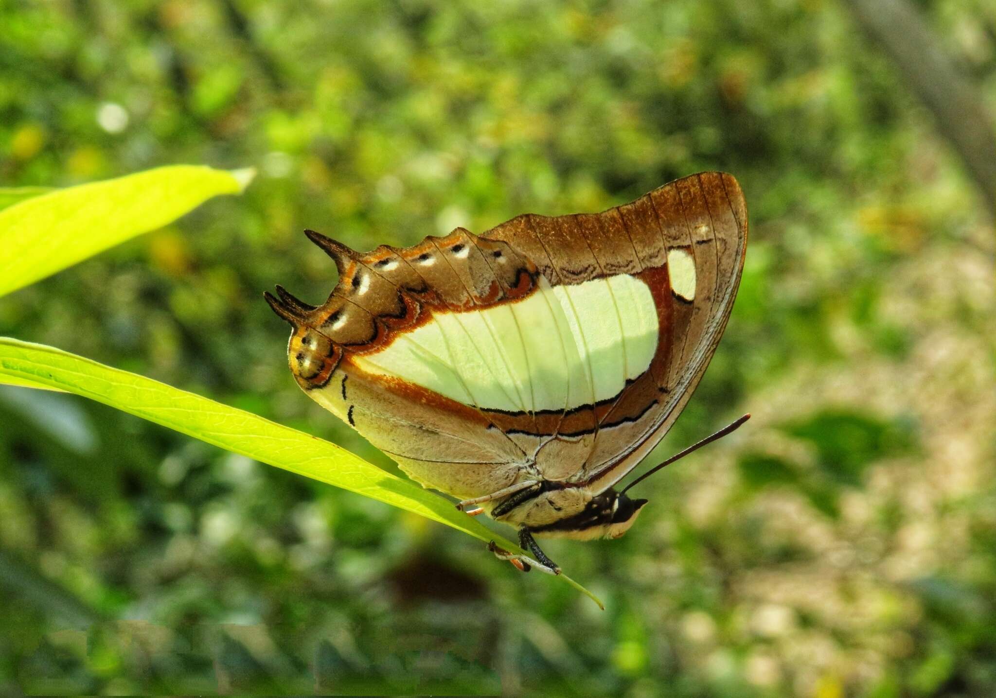 Image of Polyura arja Felder 1866