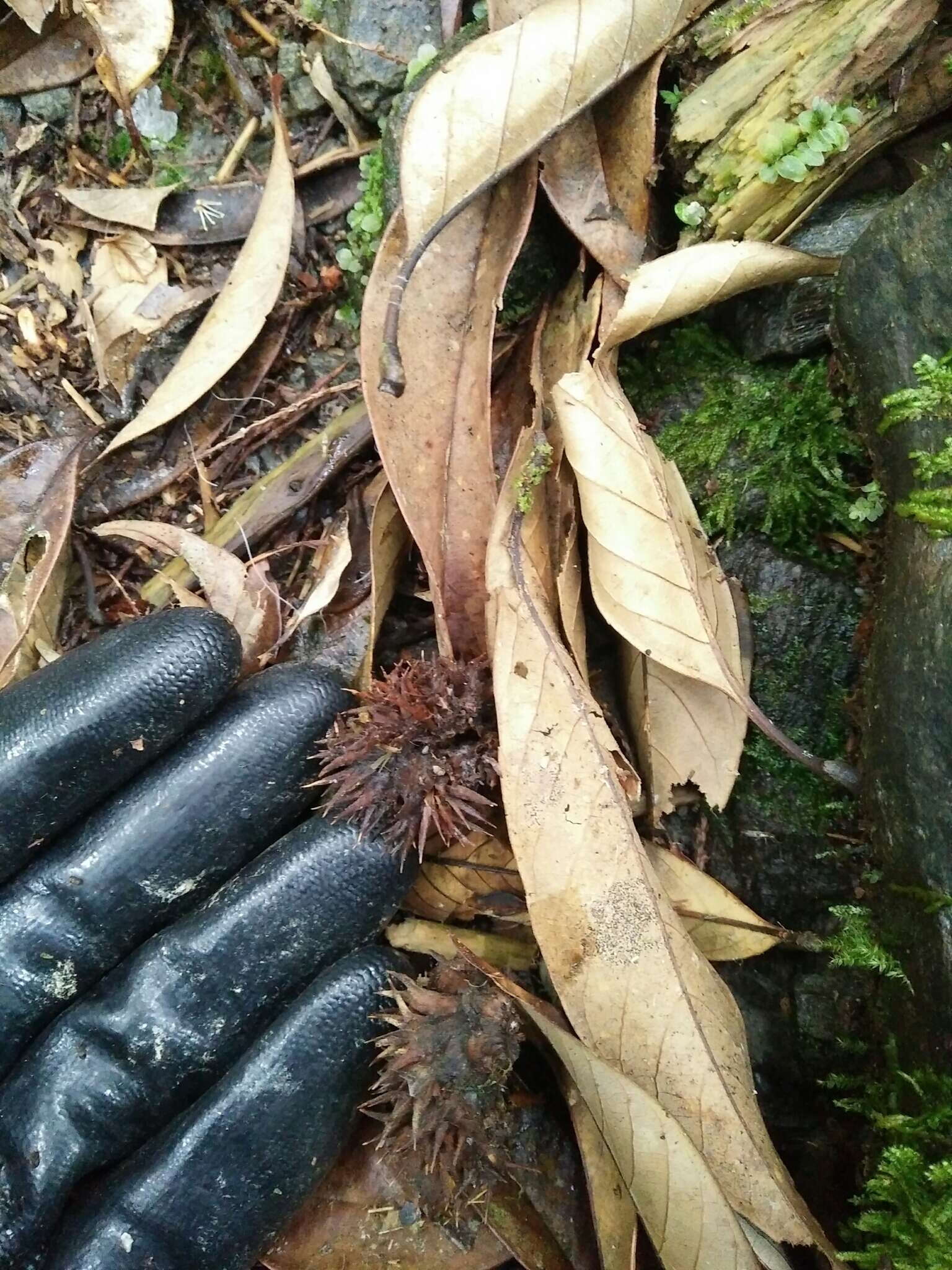 Image of Castanopsis faberi Hance