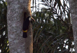 Image of Ramphastos tucanus cuvieri Wagler 1827