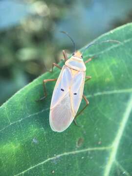 Image of <i>Dysdercus evanescens</i>