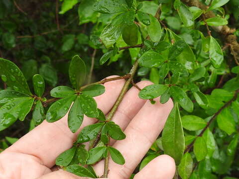 صورة Ligustrum quihoui Carrière