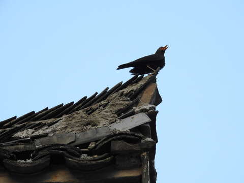 Image of Chinese Blackbird