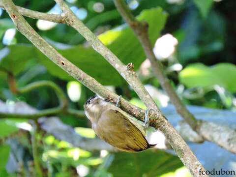 Image of Olivaceous Piculet