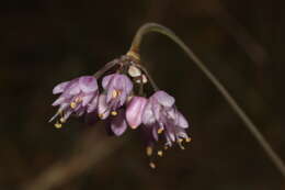 Image of Lady's leek