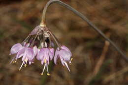 Image of Lady's leek