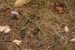 Image of Lady's leek