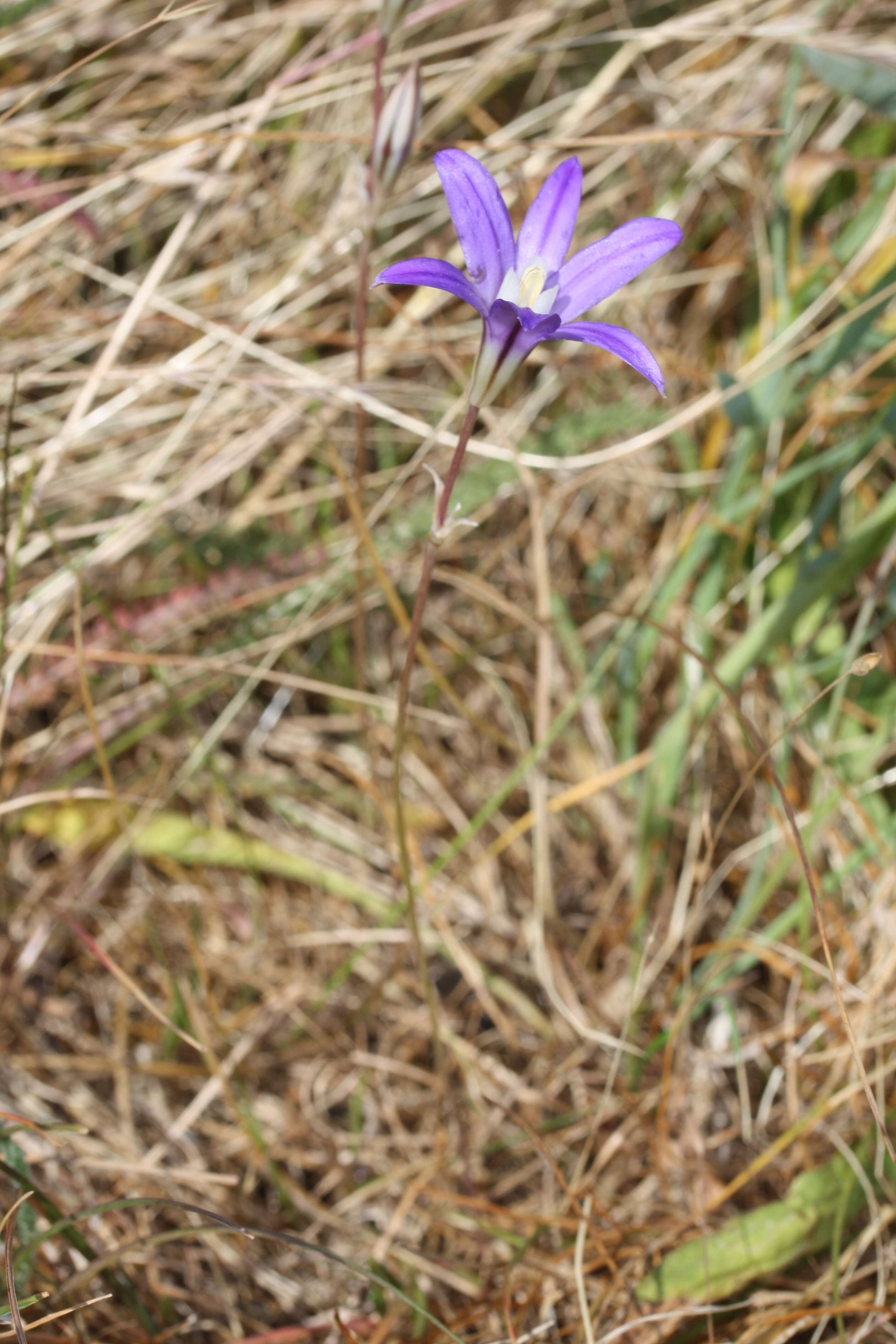 Image of crown brodiaea