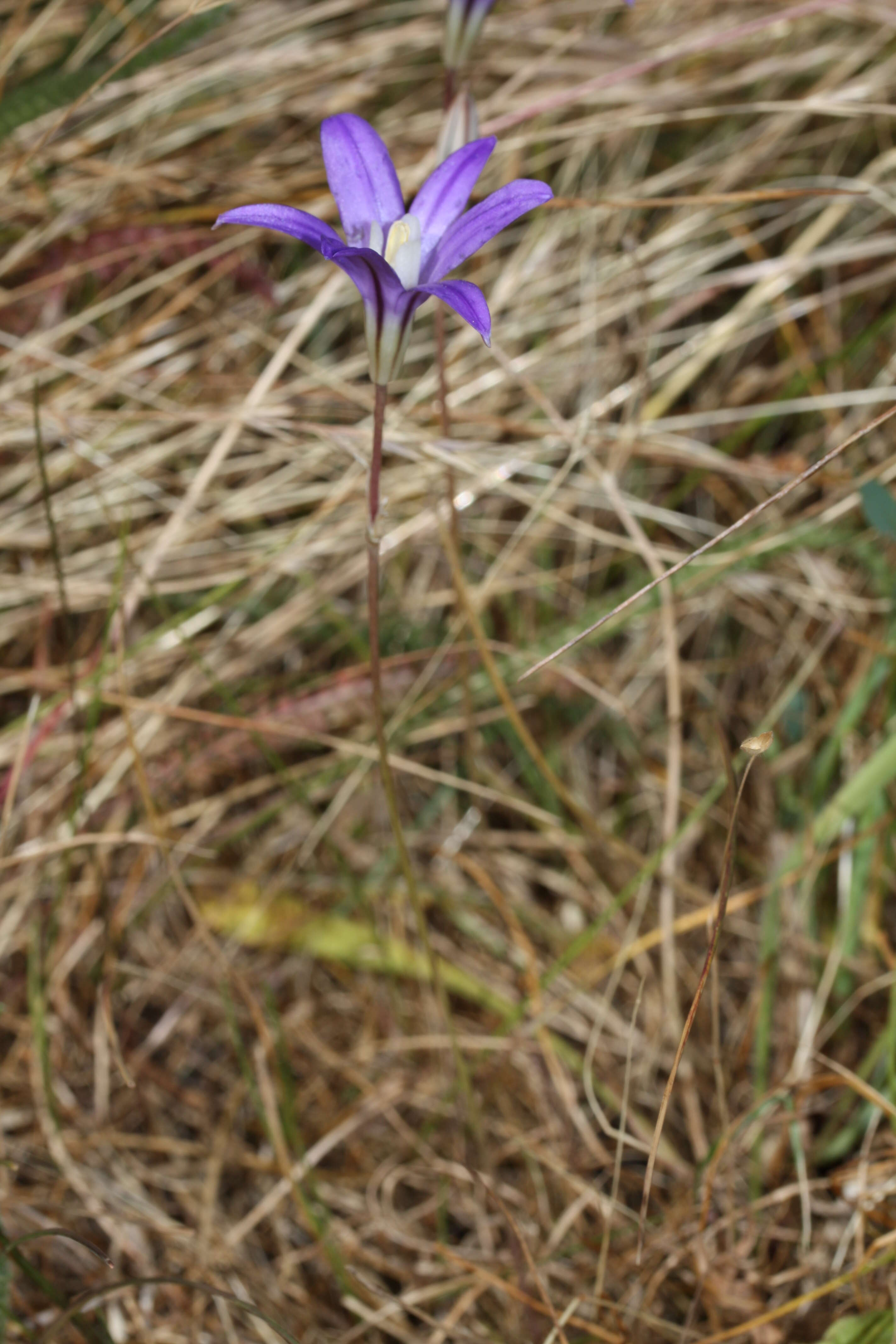 Image of crown brodiaea