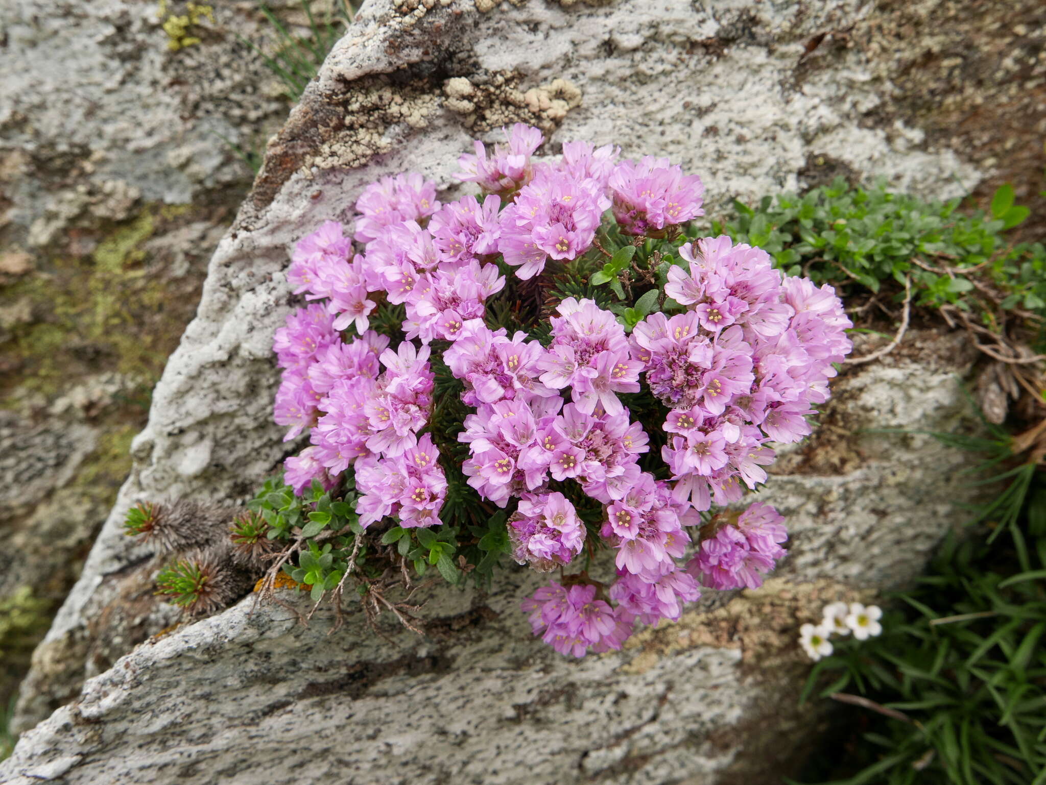 Image of Armeria caespitosa (Ortega) Boiss.