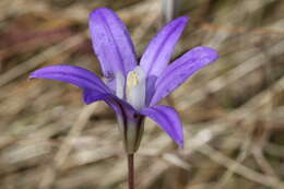 Image of crown brodiaea