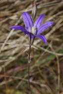 Image of crown brodiaea