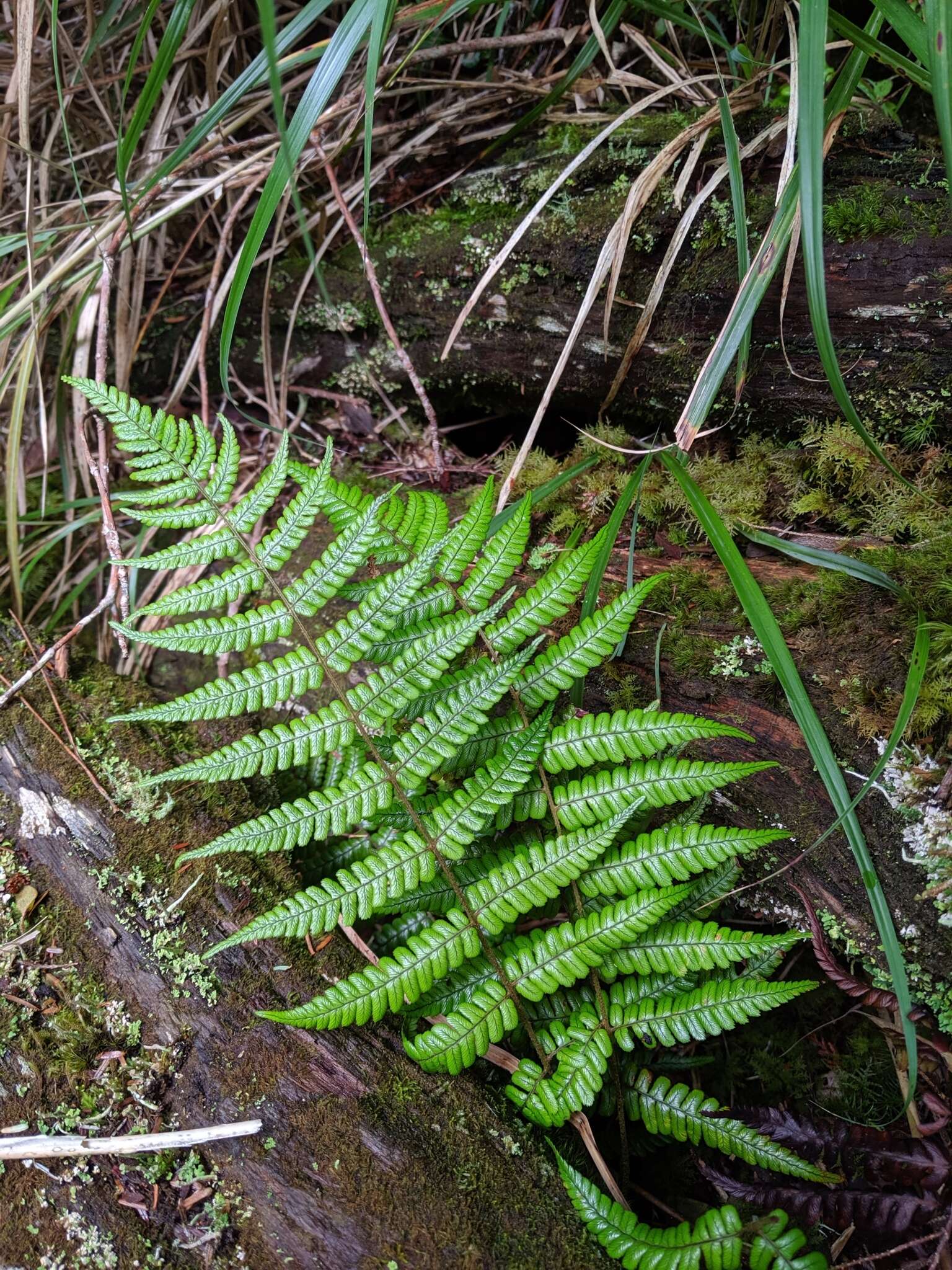 Imagem de Dryopteris lepidopoda Hayata