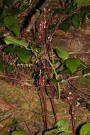 Image of Pacific coralroot