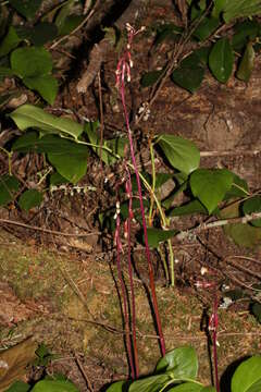 Image of Pacific coralroot