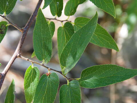 Imagem de Celtis reticulata Boorsma 1907