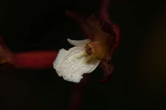 Image of Pacific coralroot