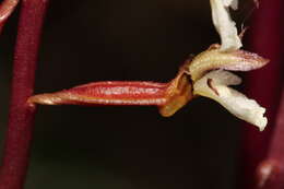 Image of Pacific coralroot