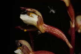 Image of Pacific coralroot