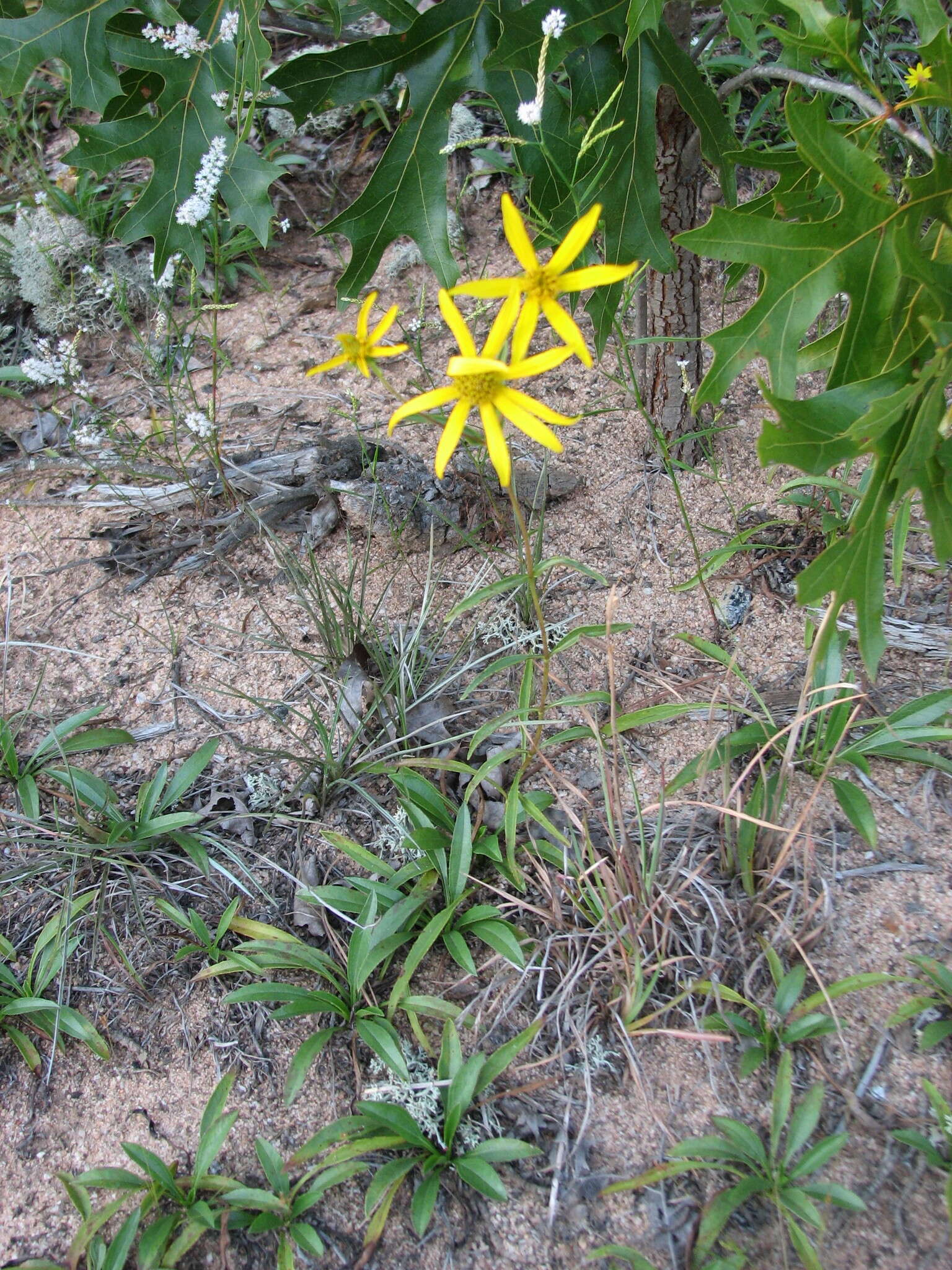 Sivun Helianthus smithii C. B. Heiser kuva