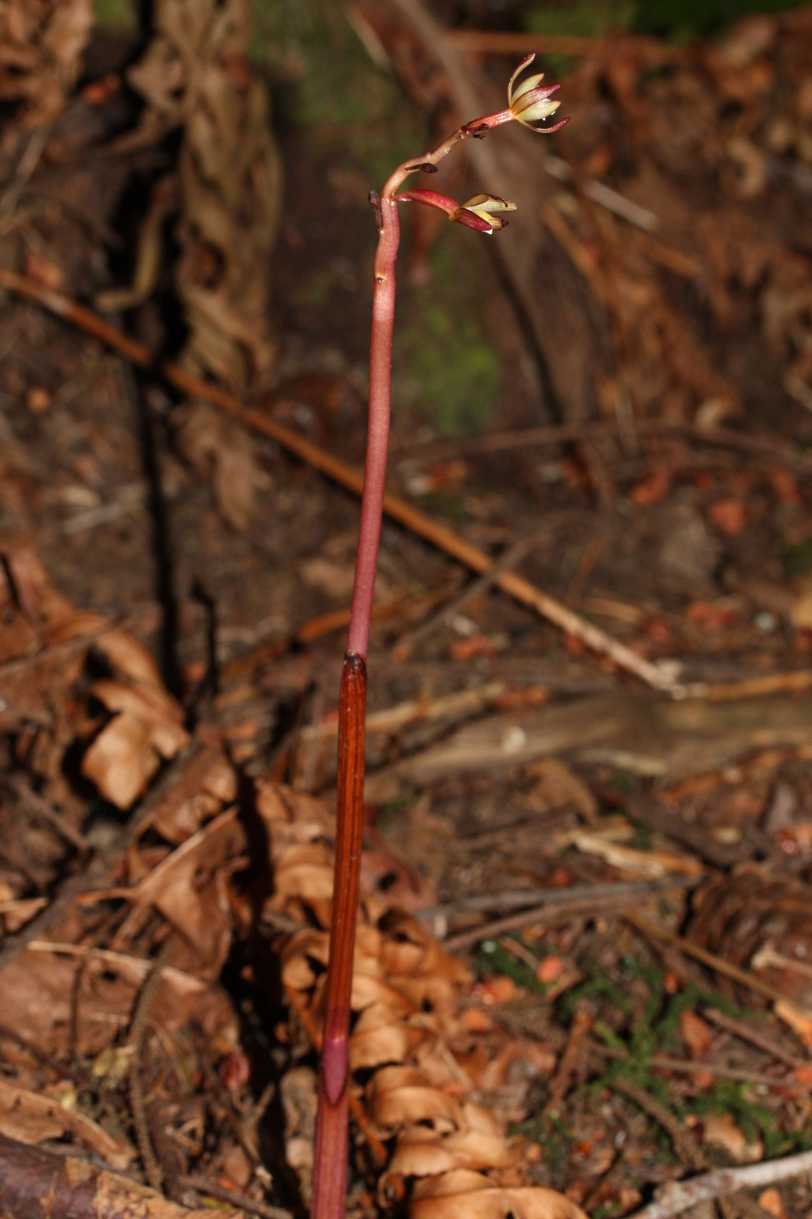 Image of Pacific coralroot