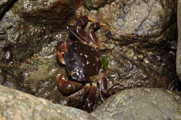 Image of Hemigrapsus nudus